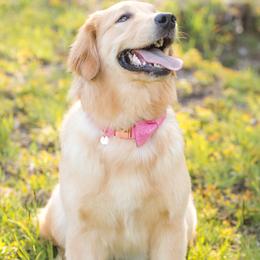 Sunday - Golden Retriever