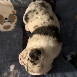 American Corgi Puppies from Mac-Kuz Kennels