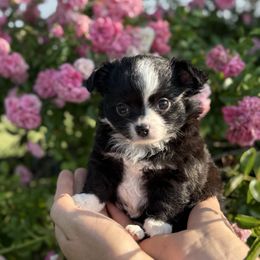 Cullin - Black male Chihuahua puppy in Tulsa, Oklahoma from H-3 Chihuahuas