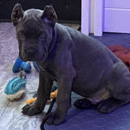 Green - Black male Cane Corso puppy in Sullivan, Missouri from Midwest Cane Corso in Action