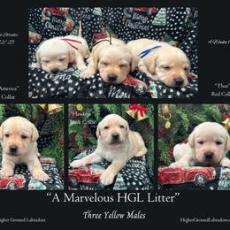 Hawkeye - Black Collar, Yellow Male - 3,500 - Yellow male Labrador Retriever puppy in Eaton Rapids, Michigan from Higher Ground Labradors