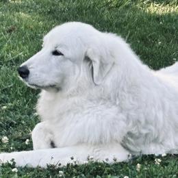 Sienna - Great Pyrenees