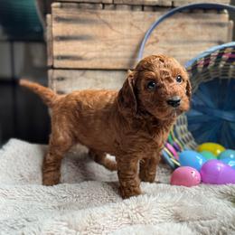 Forest - Red male Cavapoo puppy in Orrstown, Pennsylvania from Pawfect Fur Friends