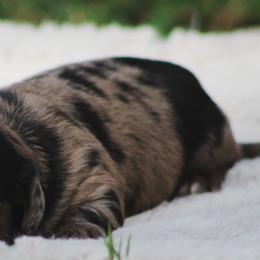 Dachshund Puppies from Tygart Creek Dachshunds