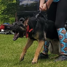 Mavrick - German Shepherd