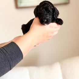 Charlie - Black male Goldendoodle puppy in Twin Falls, Idaho from Burrow & Bone
