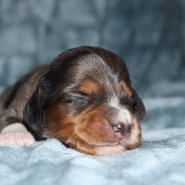 Dapple boy 1 PRA clear - Dapple male Dachshund puppy in Pontotoc, Mississippi from Doubletake Doodles & Dachshunds