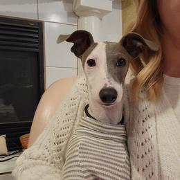 Harvey - Italian Greyhound