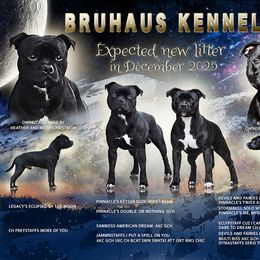 Staffordshire Bull Terrier puppies from Bruhaus Kennels