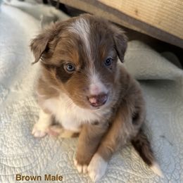 Australian Shepherd Puppies from Aussie Tree-O