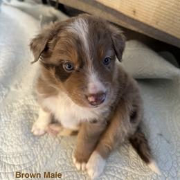 Australian Shepherd Puppies from Aussie Tree-O