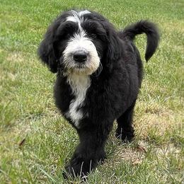 Sheepadoodles from NJ Sweetest Sheepadoodles