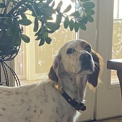 Meg - English Setter