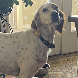 Meg - English Setter