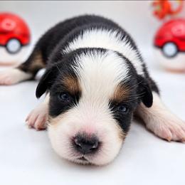 Snorlax - Black tri-color male Australian Shepherd puppy in Riverside, California from Aus Cal (Aussies of soCal)