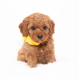 Goldendoodle Puppies from 757 Doodles