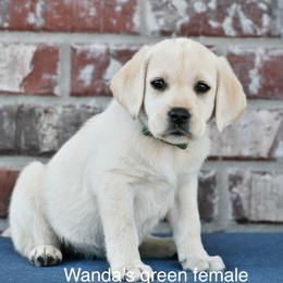 Green female - Yellow female Labrador Retriever puppy in Mississippi from Sure Shot English Labs