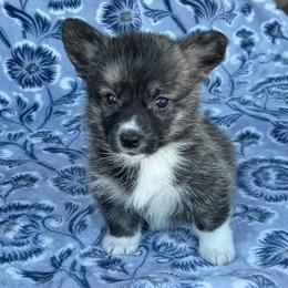 Amelia - Brindle and white female American Corgi puppy in Washington, Arkansas from Foxy Knoll Farm