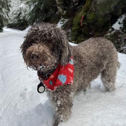 Tia - Lagotto Romagnolo