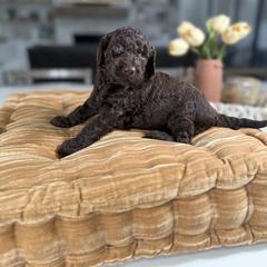 Pink Collar - Brown female Irish Doodle puppy in Indiahoma, Oklahoma from Farm Fresh Doodles