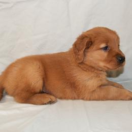 Chamomile - Dark golden male Golden Retriever puppy in New Weston, Ohio from Bertke AKC Golden Retrievers and Bernese Mountain Dogs