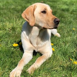 Labrador Retrievers from Coker Butte Labradors