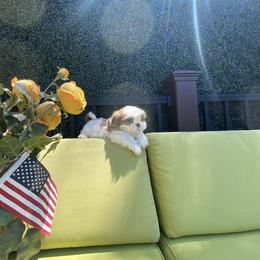 Boy 2 - Red and white male Shih Tzu puppy in Troy, Michigan from "Shihtzu Best Friend"