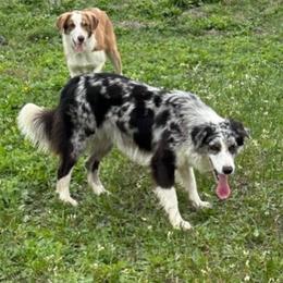Blu - Border Collie
