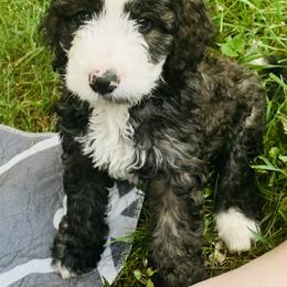 Bernedoodle Puppies from Moose Tracks Bernedoodles