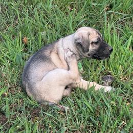 Green - Yellow female Black Mouth Cur puppy in Warsaw, Missouri from Heritage Cow Dogs