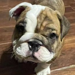 English Bulldog Puppies from Brandi Muecke's English Bulldogs
