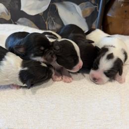 Miniature Schnauzer puppies from Violet’s Meadow
