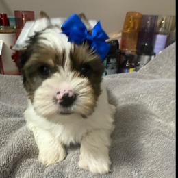 Nova - Parti female Yorkshire Terrier puppy in Florence, Kentucky from 4paws4ever by Design (Amy's Puppy love)
