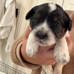 Doc Hudson - Black male Australian Labradoodle puppy in Denton, Texas from Liberty Hill Labradoodles