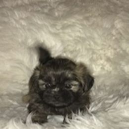 Shih Tzu Puppies from N.F.S.T Imperial ShihTzu Puppies.