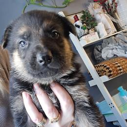 Male 2500 - Sable male German Shepherd puppy in Buckfield, Maine from Levesques German Shepherds
