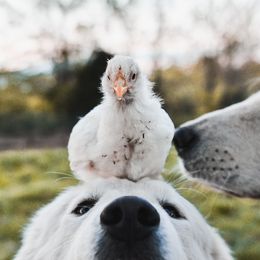 Border Collie and Maremma Sheepdog Puppies from 2J 2K Border Collies & Maremma Sheepdogs