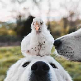 Border Collie and Maremma Sheepdog Puppies from 2J 2K Border Collies & Maremma Sheepdogs