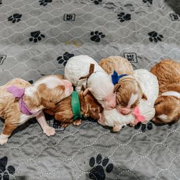 Polar (Brown collar) - Parti male Goldendoodle puppy in Ruthorfordton, North Carolina from Duncan Doodles Goldendoodles