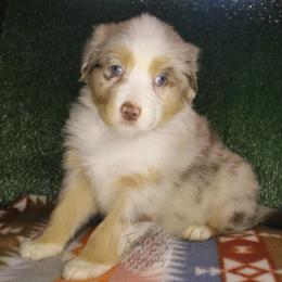 Marcie - Red merle female Australian Shepherd puppy in Yoder, Colorado from Tréad Tines Aussies