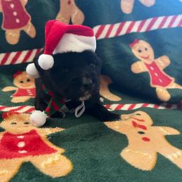 Minimal white BBM - Black & white male Miniature Australian Shepherd puppy in Connelly Springs, North Carolina from Appalachian Aussies