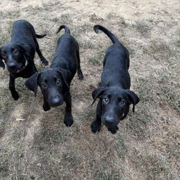 Girl 3 - Black female Labrador Retriever puppy in Bruce, Mississippi from Retriever Run Labradors