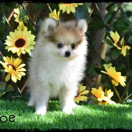 Chloe - Cream sable female Pomeranian puppy in Cleveland, Georgia from Precious Paw Pomeranians