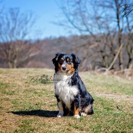 Rosie - Miniature Australian Shepherd