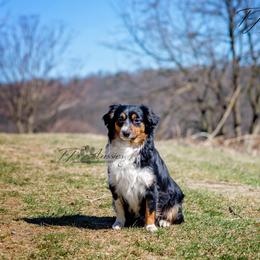 Rosie - Miniature Australian Shepherd