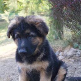 German Shepherds from Black Forest German Shepherds