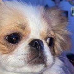 Gizmo - Japanese Chin