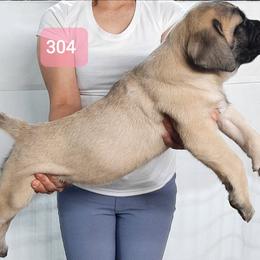 AKC PUP 304 - Fawn female Mastiff puppy in Ava, Missouri from Ozark Mountain Mastiffs