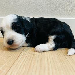 Princess daisy - Black and white female Bernedoodle puppy in Sandy, Oregon from MC Doodles