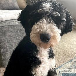 Aussiedoodle, Australian Mountain Doodle, Bernedoodle, and Labradoodle All Grown Up from Doodles & Co